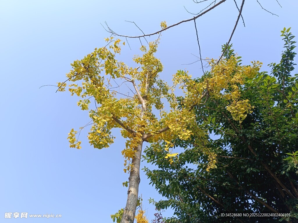 秋日枝头黄叶映蓝天