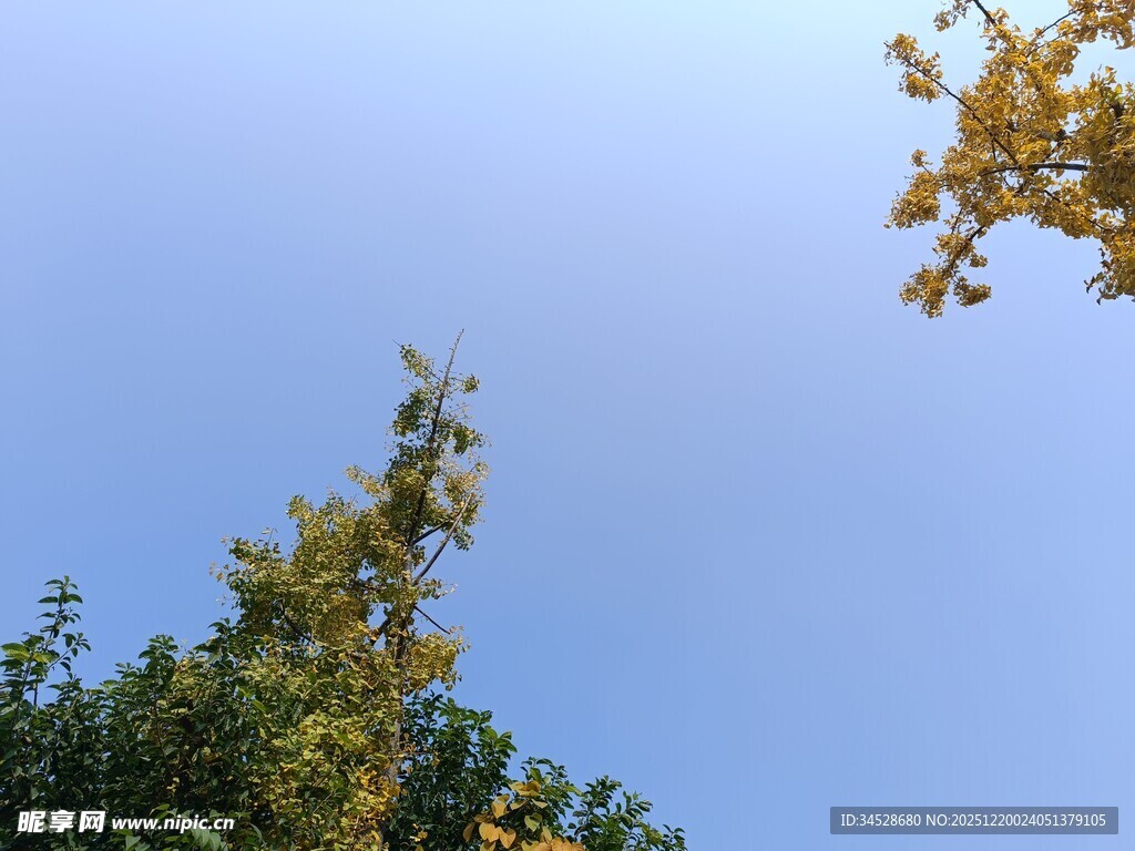 仰望蓝天与葱郁树梢