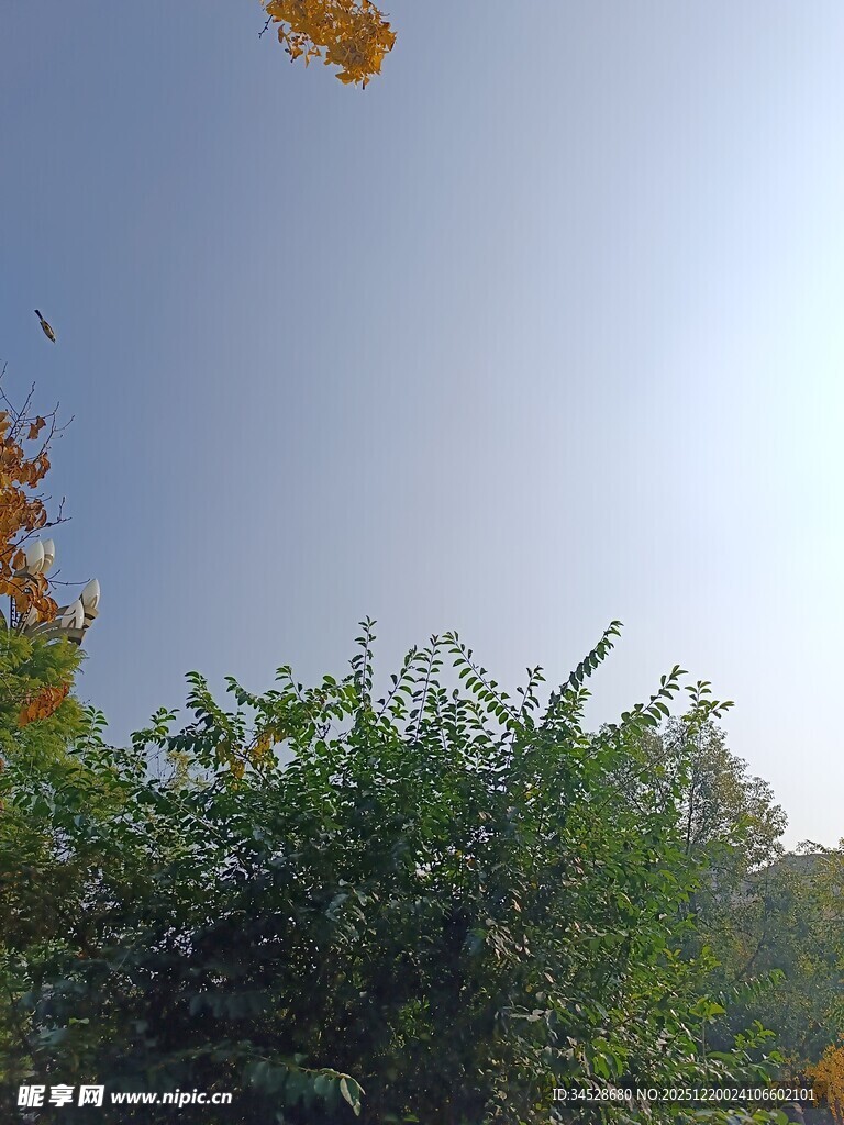 阳光下的绿植与蓝天