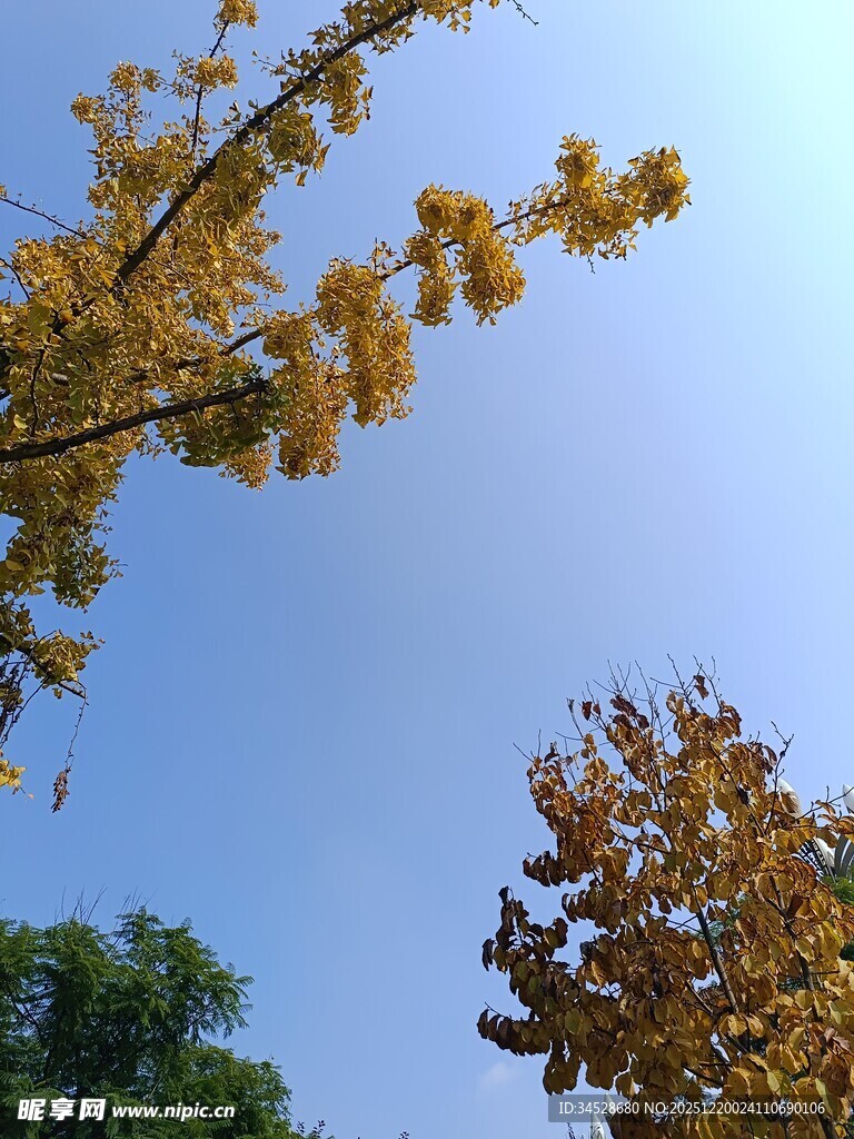 秋日银杏与蓝天美景