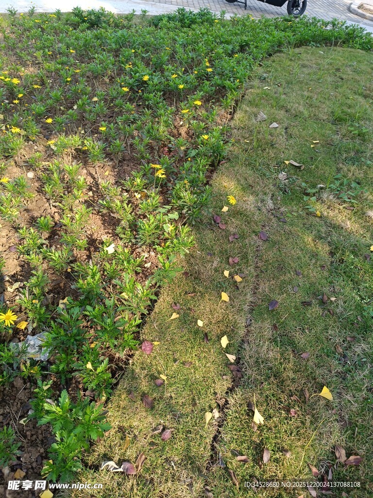 草地中的多彩植物景观