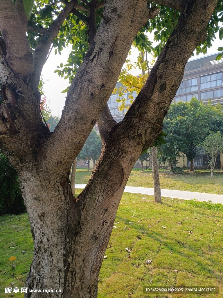 粗壮树干下的绿意景致