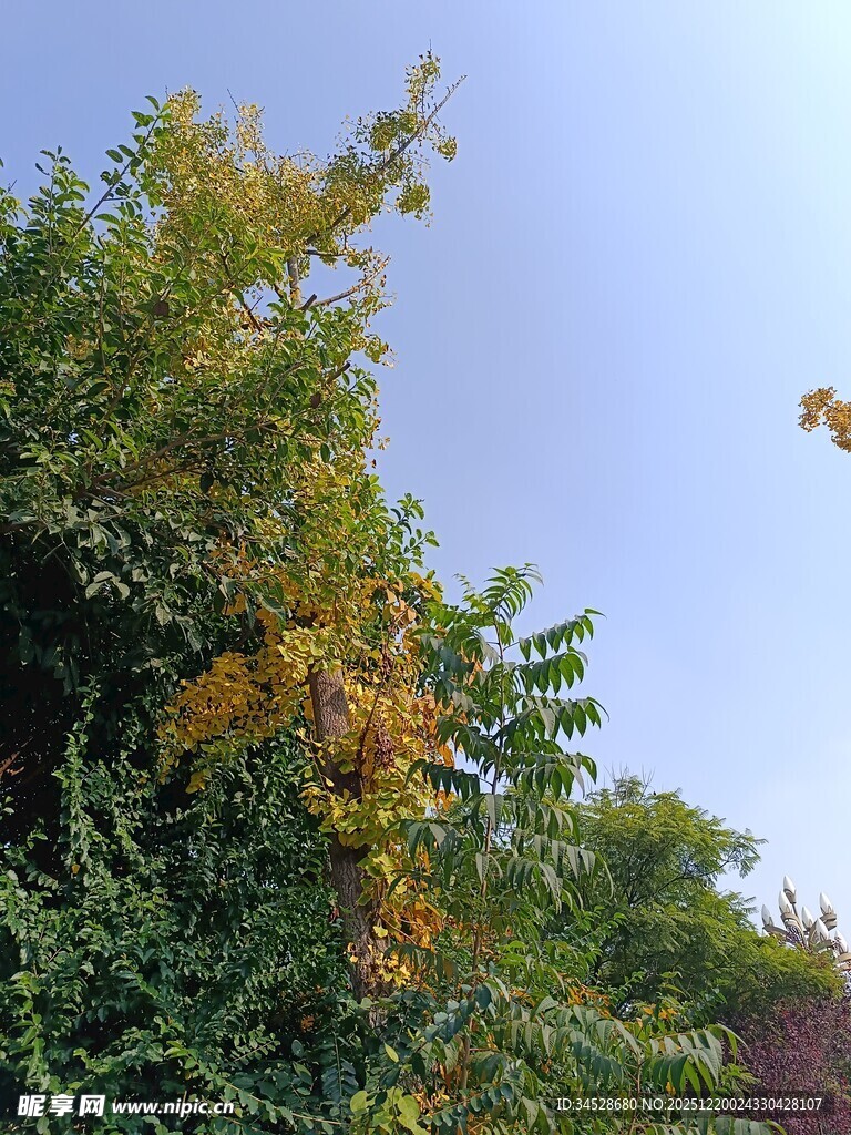 秋日枝头黄叶伴绿叶