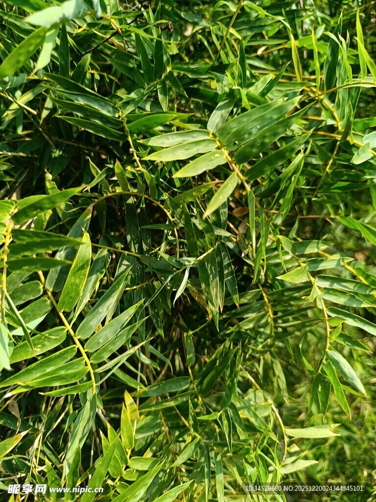 翠绿繁茂的竹叶景观