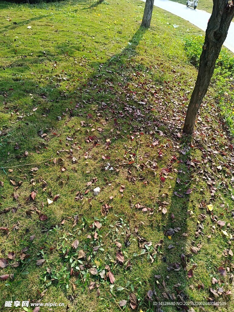 树下草地光影景象