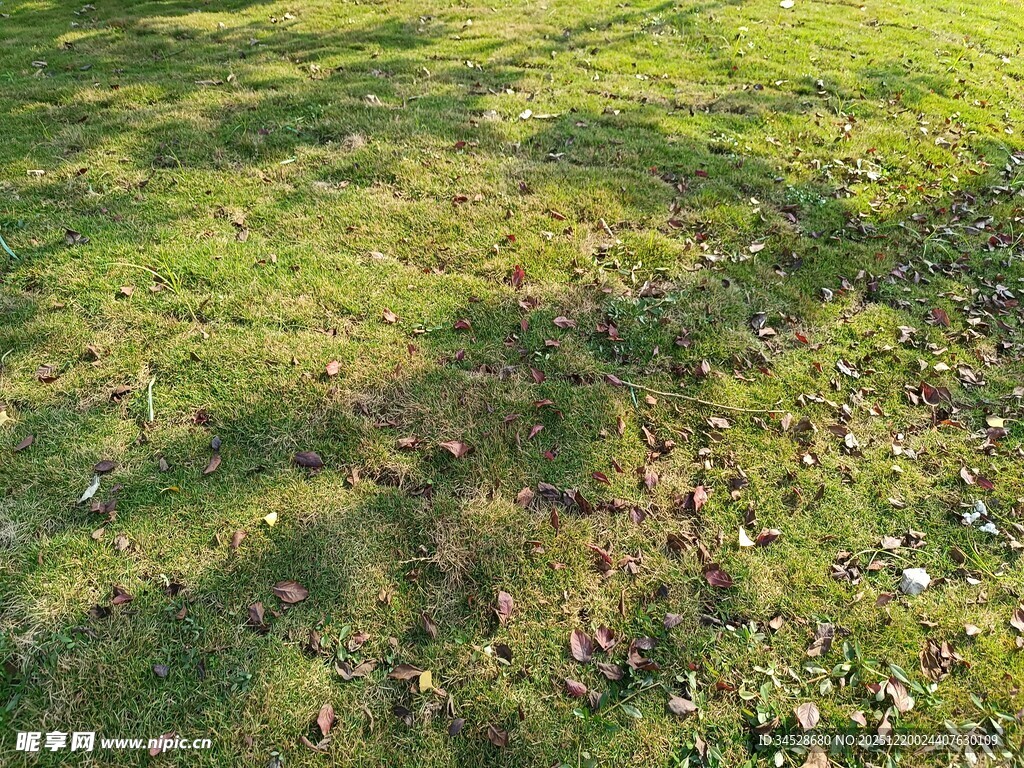 阳光下的斑驳草地