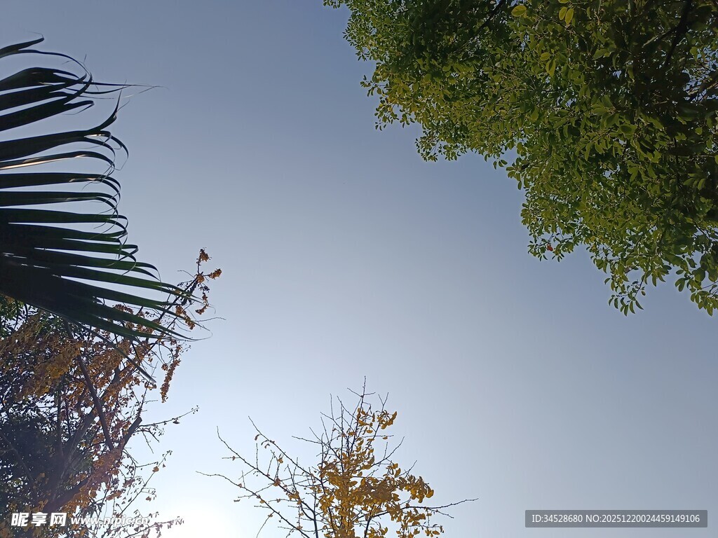 树梢间的天空景致