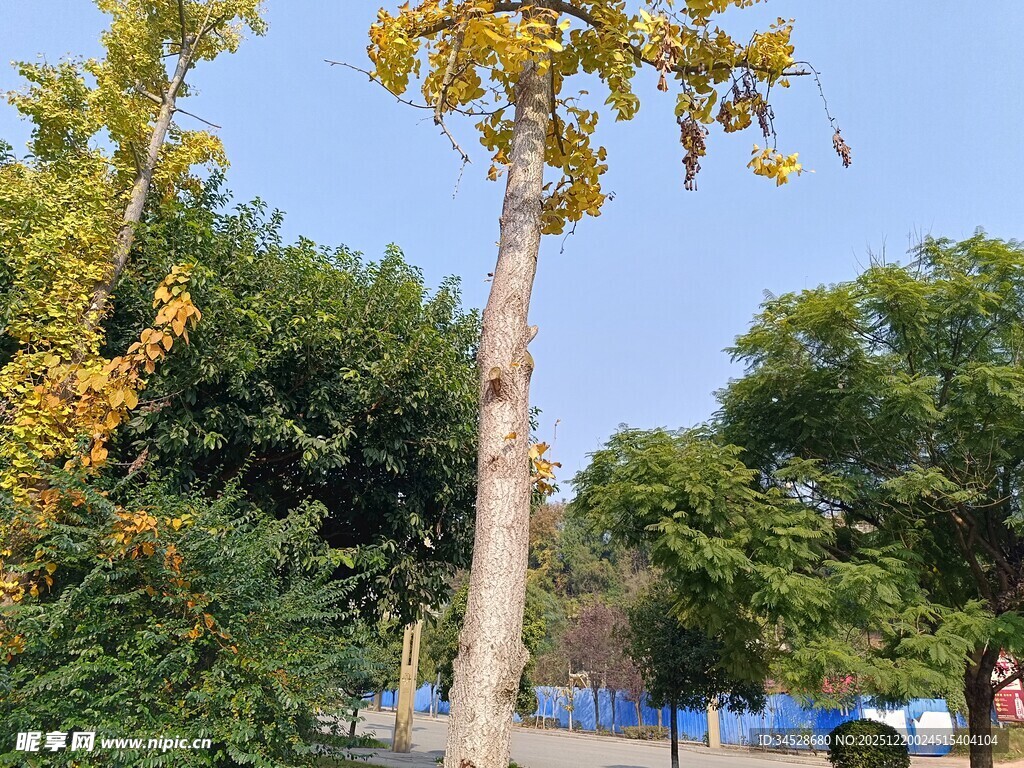 秋日挺拔树木与周边景致