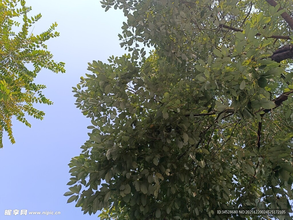仰视葱郁树木与蓝天
