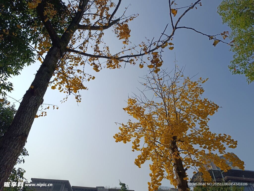 秋日银杏与蓝天美景