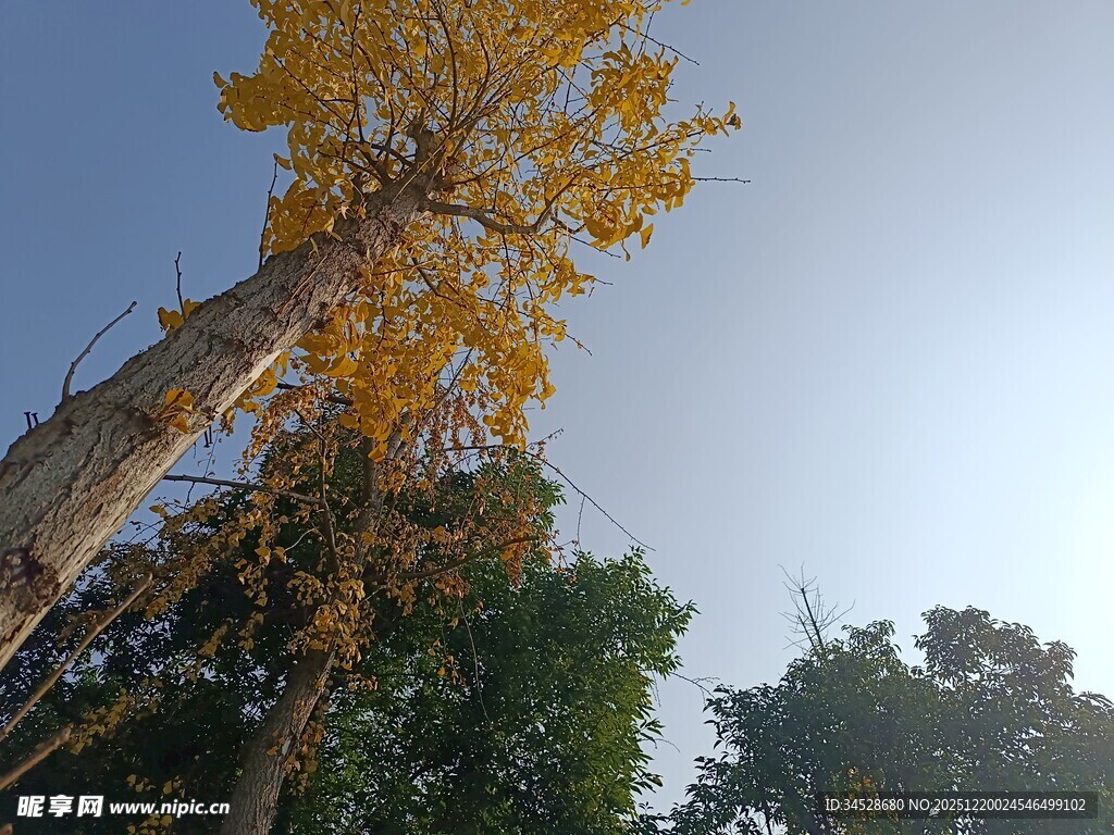 秋日挺拔银杏树