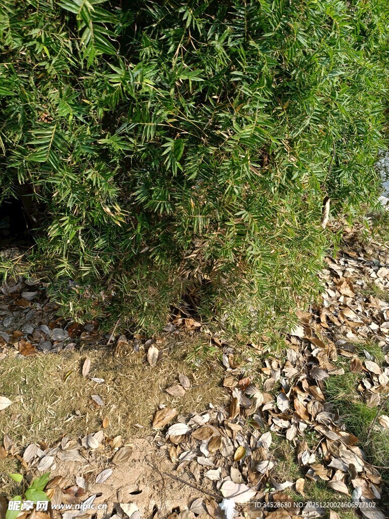 户外绿植与碎石场景