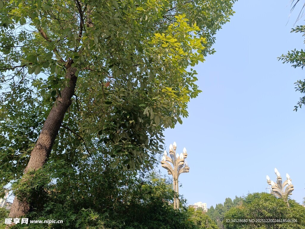 夏日葱郁树木与晴朗天空