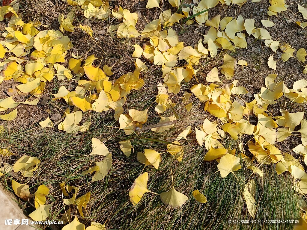 地上银杏落叶美景如画
