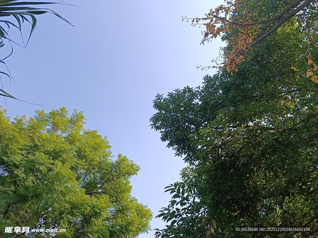 仰视葱郁树林蓝天美景