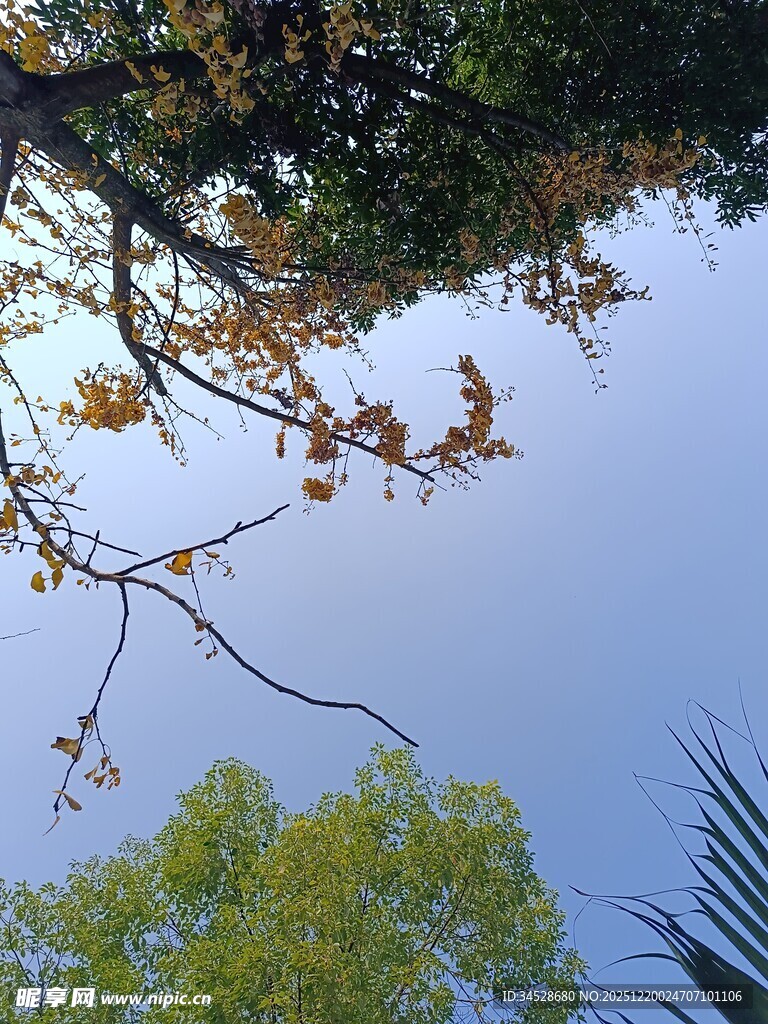 树梢间的蓝天绿意