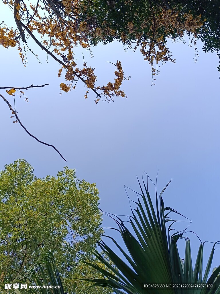 树梢间的蓝天与绿植