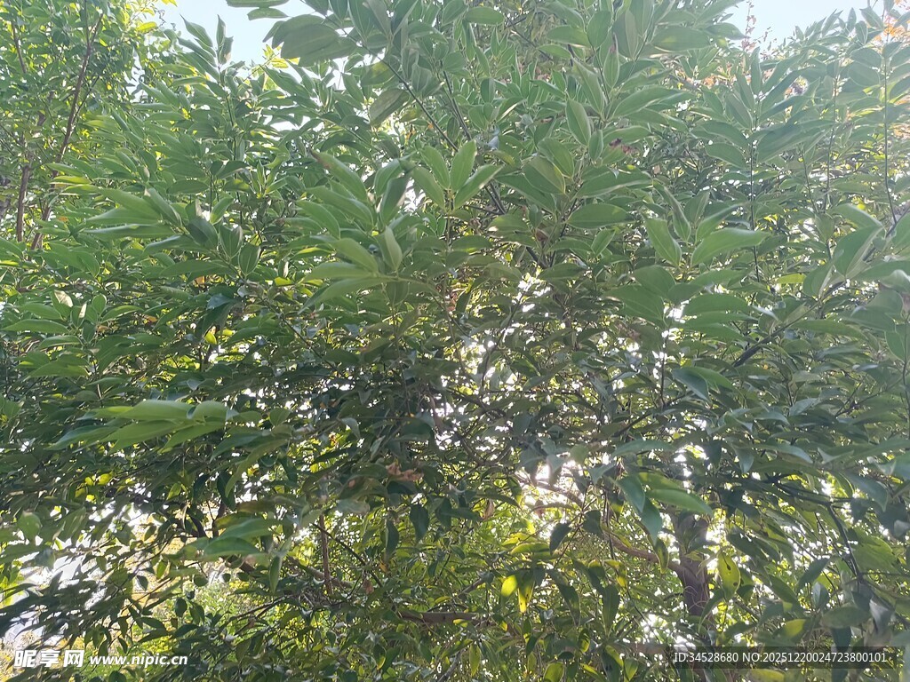 茂密树林中的斑驳光影