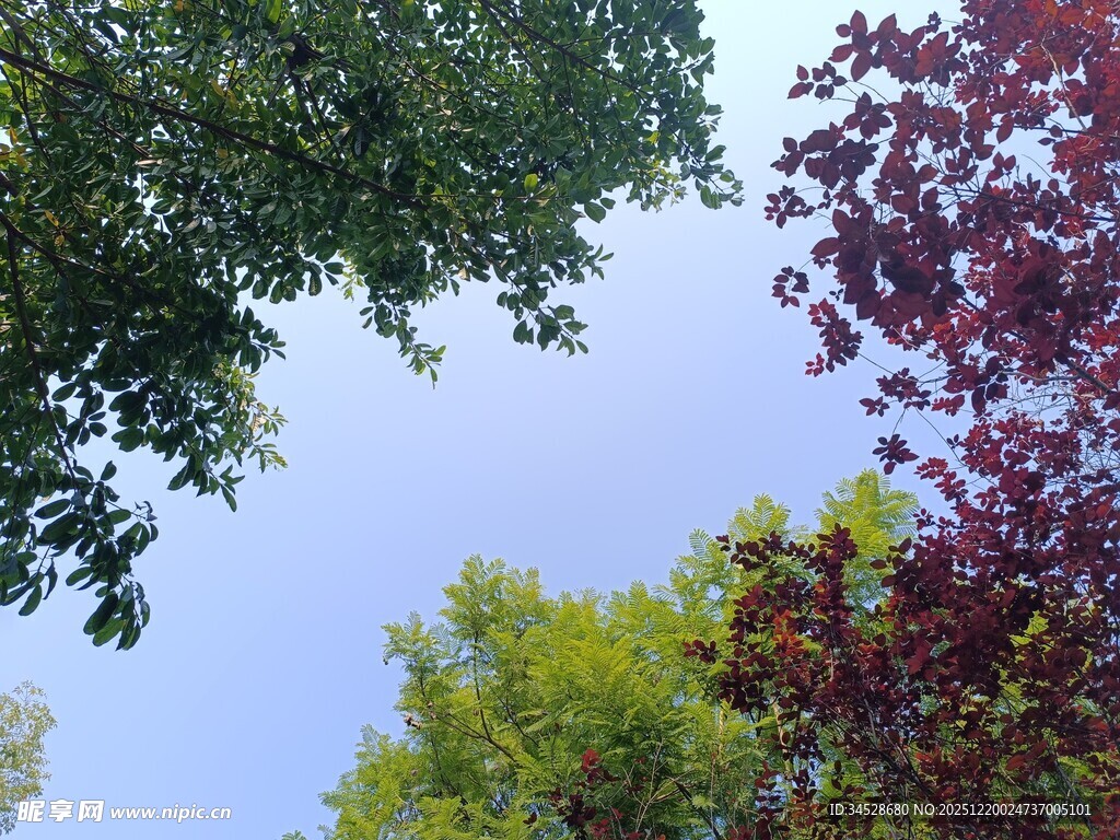 仰视多彩树木与蓝天