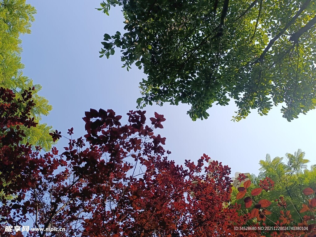秋日多彩树冠仰望景象