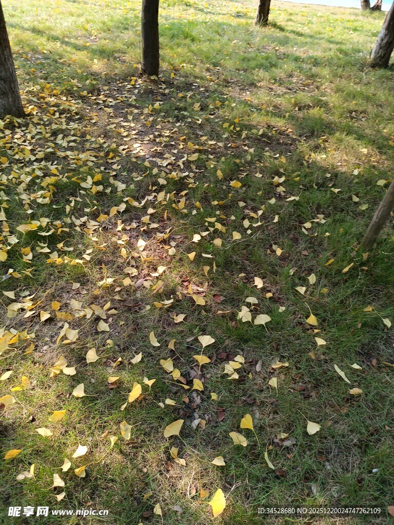 秋日草地落叶光影美景