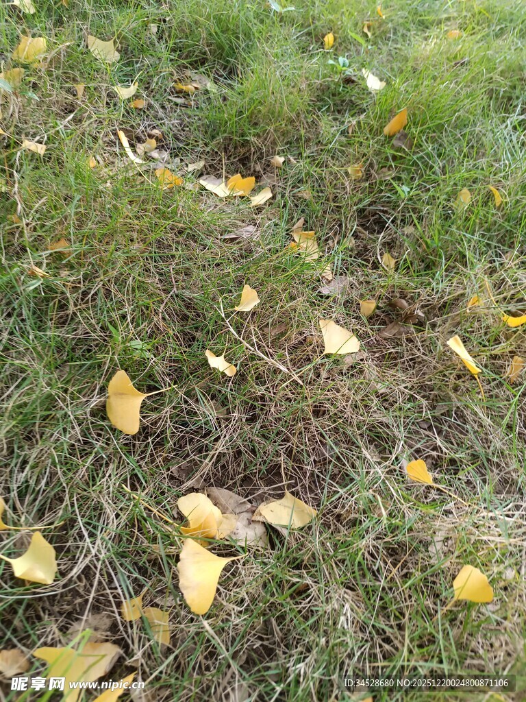 草地上的金黄落叶