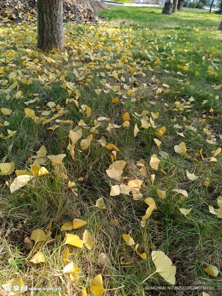 秋日树下的金黄落叶