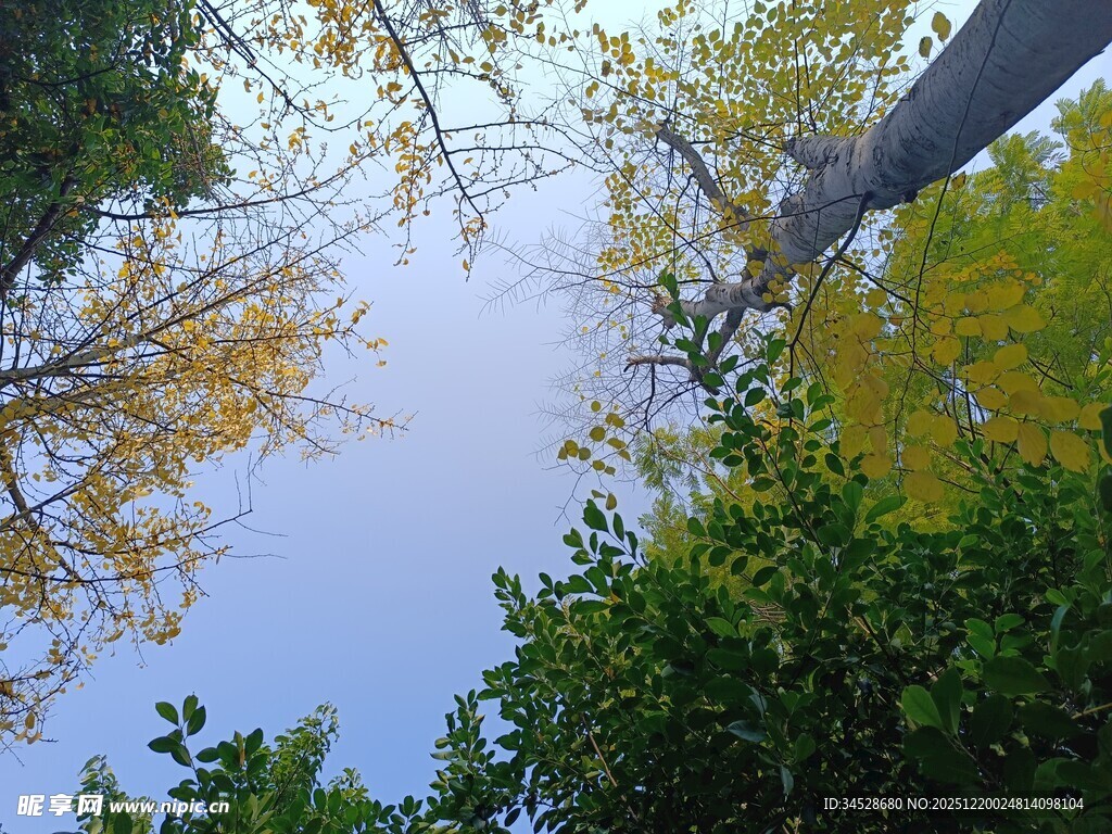 仰观秋日树木蓝天美景