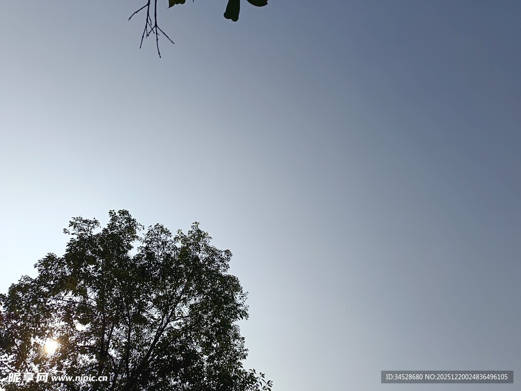 树梢之上的晴朗天空
