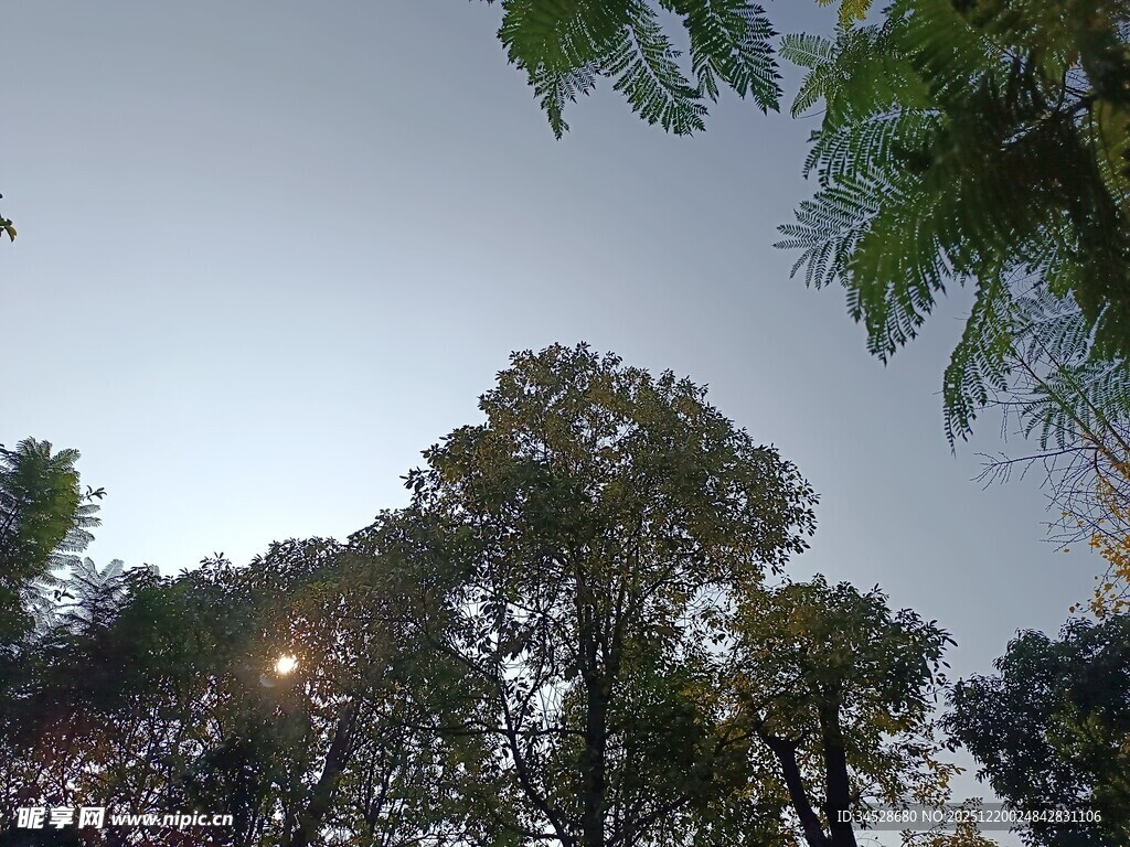 黄昏下的树林树梢景观