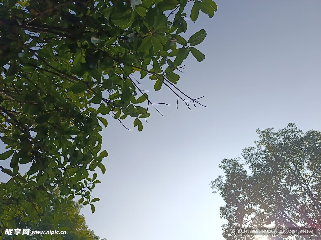 透过枝叶看晴朗天空