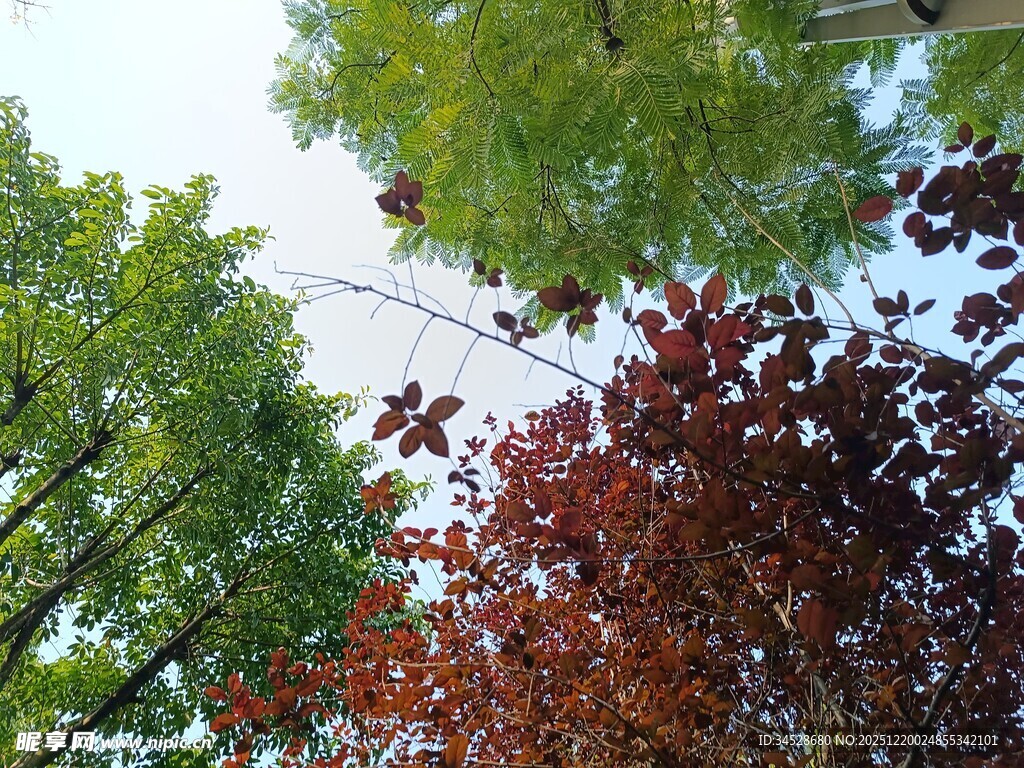 仰视多彩树木景观