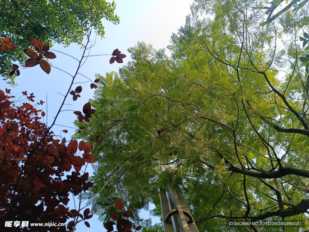 仰视多彩树木景观