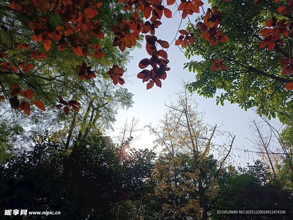 仰视红叶与绿树交织美景