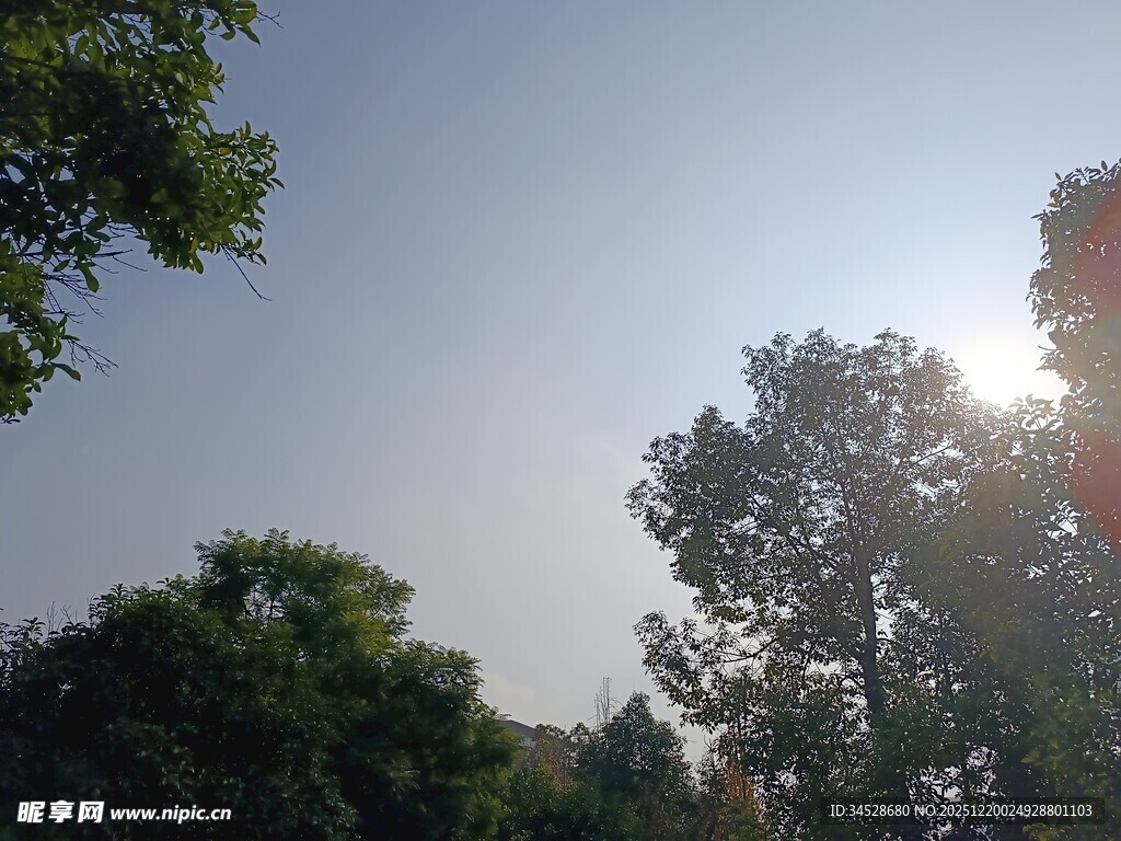 阳光透过树林的清新景象