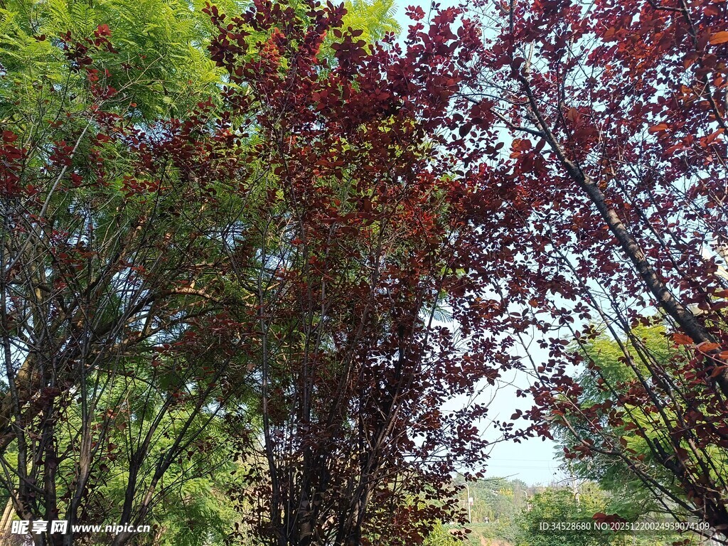 多彩树木展现自然之美