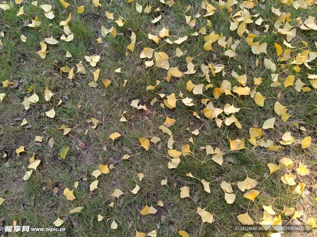 地面散落的金黄银杏叶