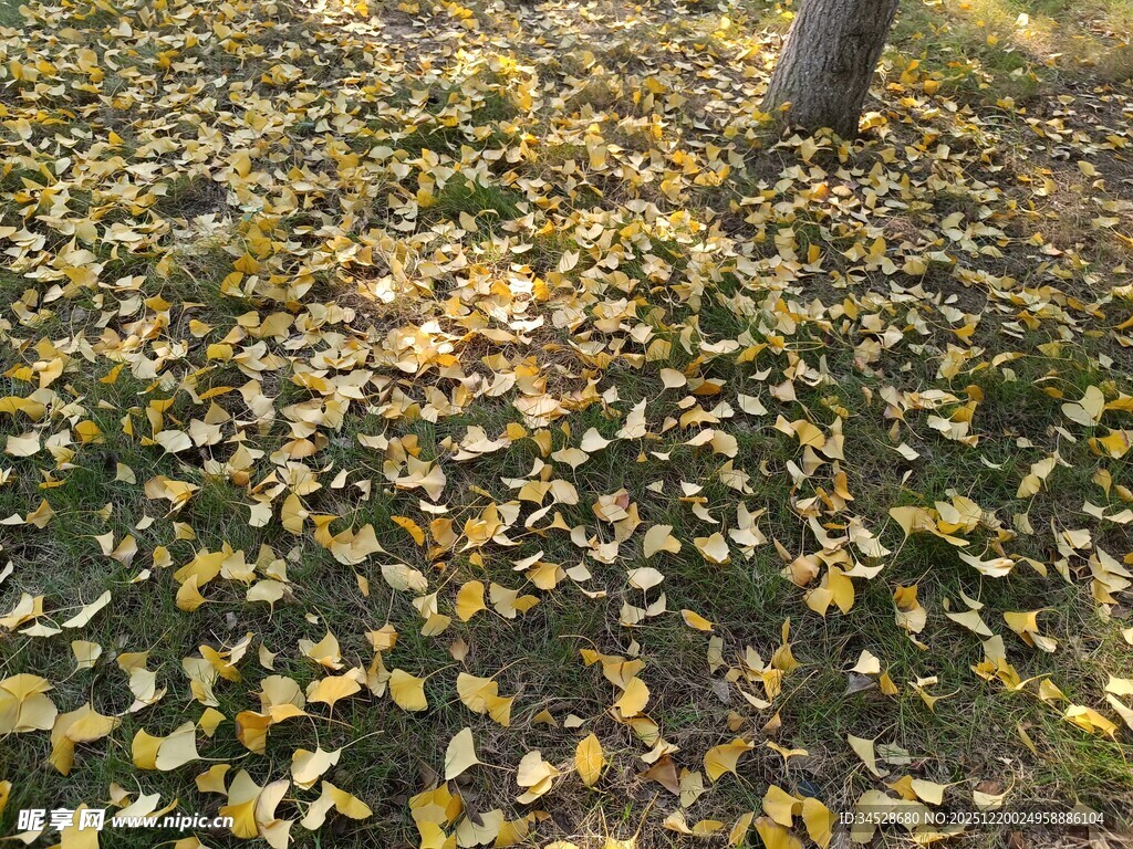秋日树下银杏落叶图景
