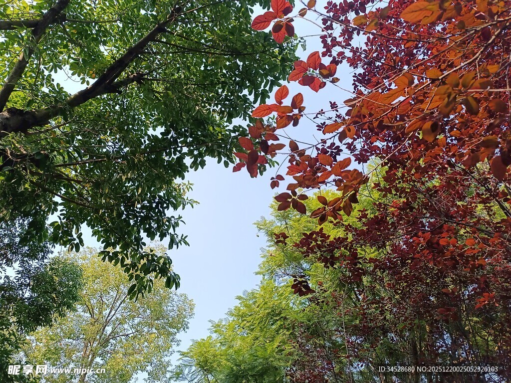 秋日多彩树梢美景