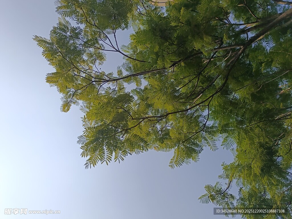 仰视葱郁树枝蓝天景象