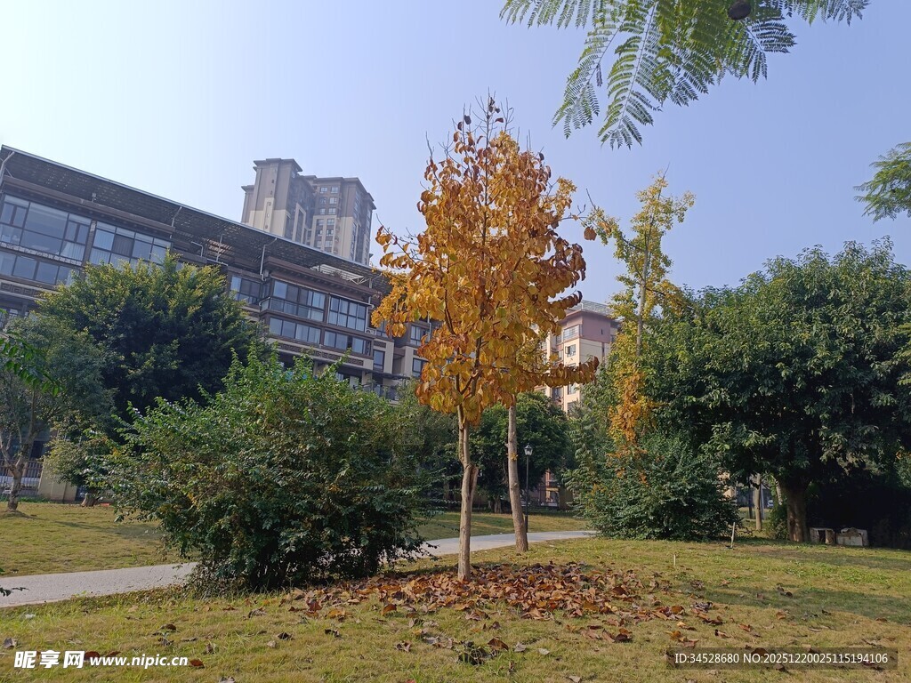 秋日校园中的多彩树木