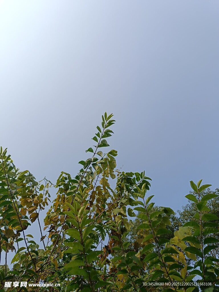 蓝天映衬下的葱郁树梢