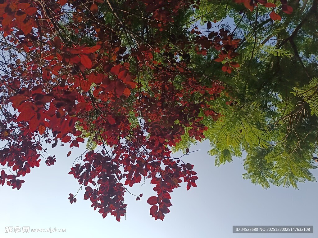 红绿叶相映的美丽景致