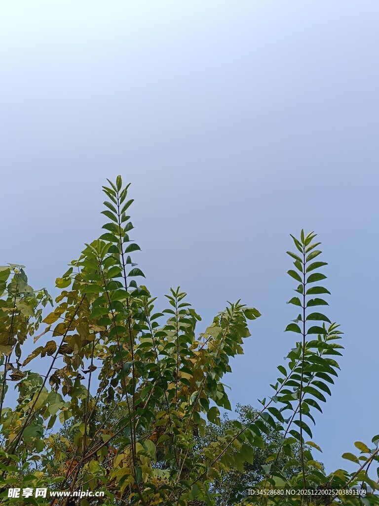 树梢上的蓝天与绿叶