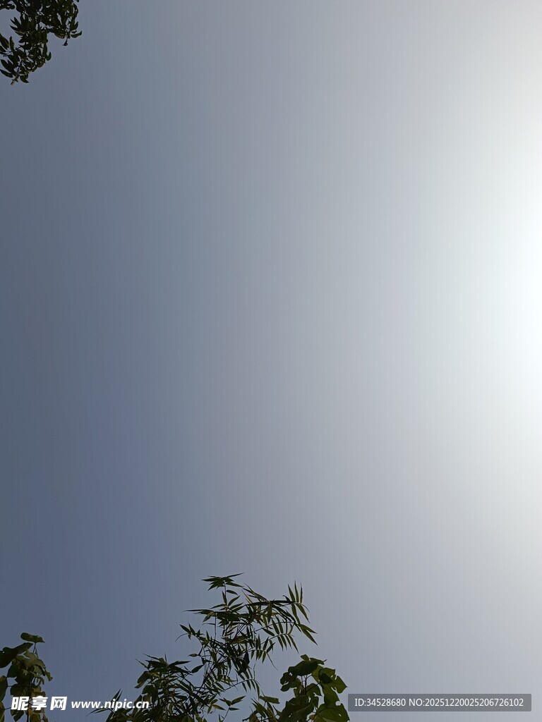 透过枝叶望晴朗天空