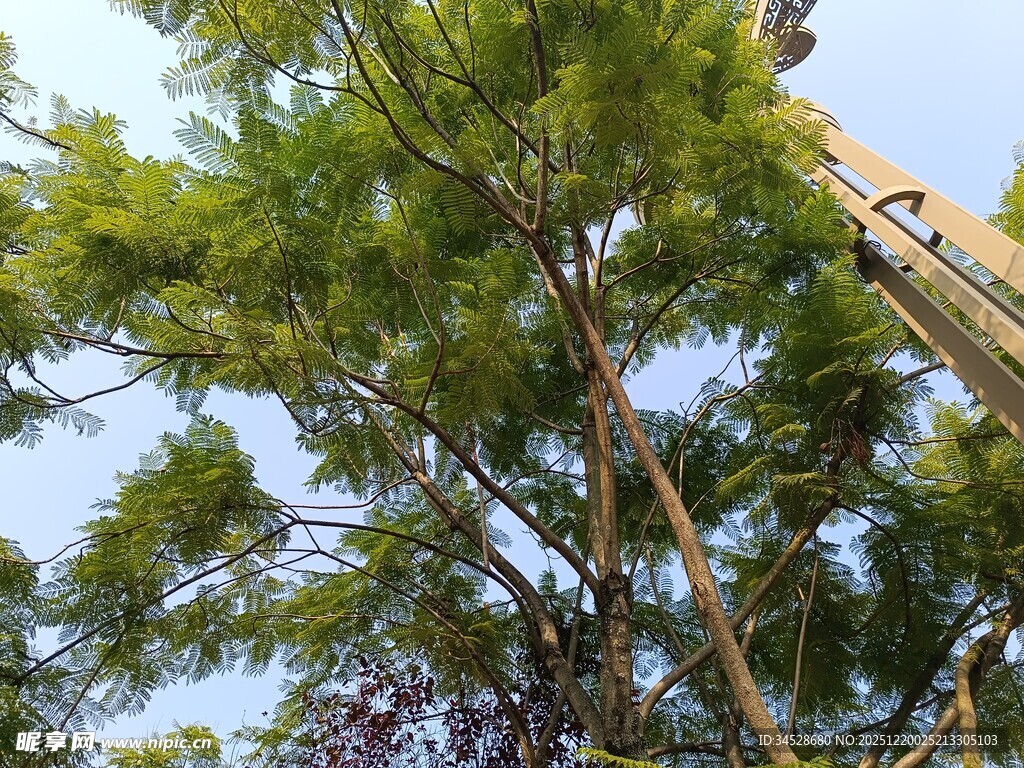 高耸绿树与蓝天相映