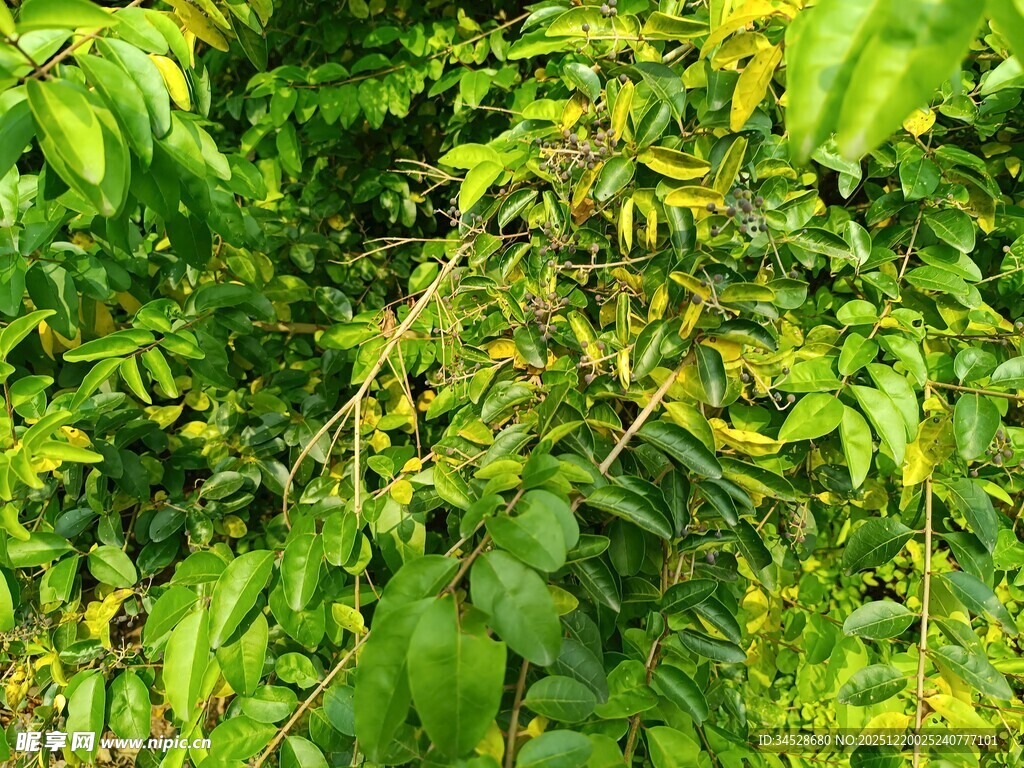 繁茂绿植的自然景致