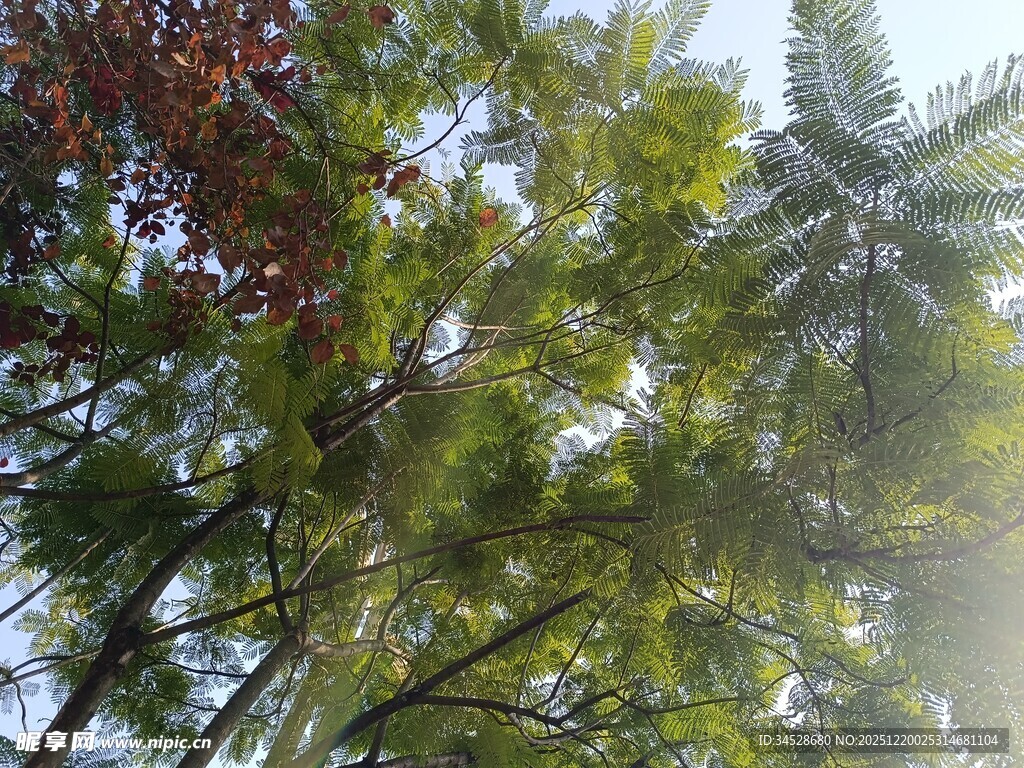 林间树梢绿意盎然