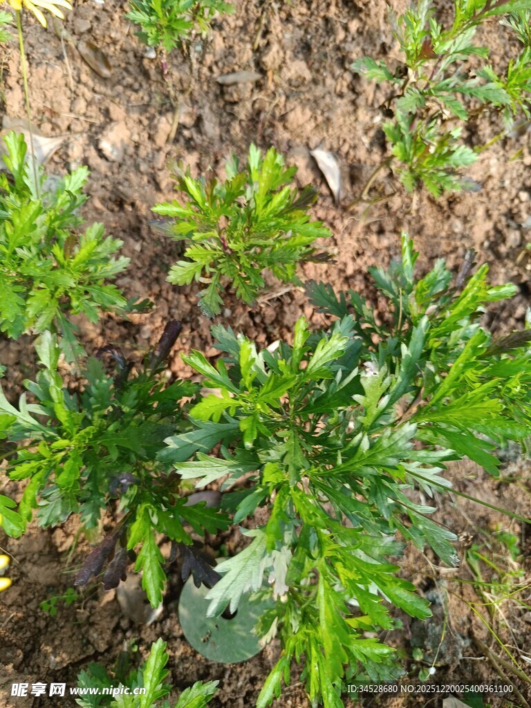 地面上的绿色植物