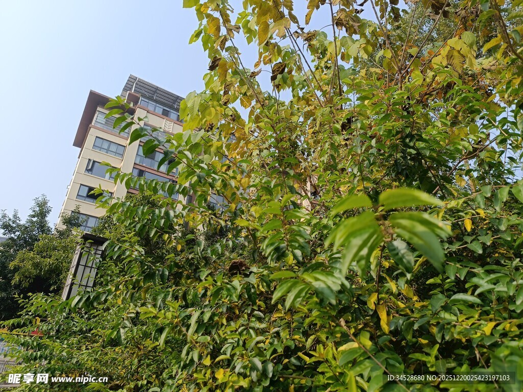 绿树掩映中的多层建筑